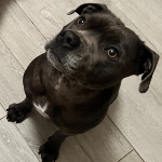 Astra, Staffie Mixed Breed