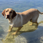 Casper, Labrador/Vizla mix