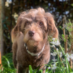 Chester, Mini Labroodle