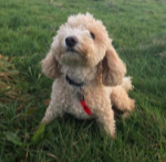 Dolly, Cavapoo