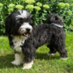 Gimli, Maltese Bichon Cross