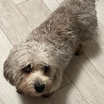 Warris, Dandy Dinmot